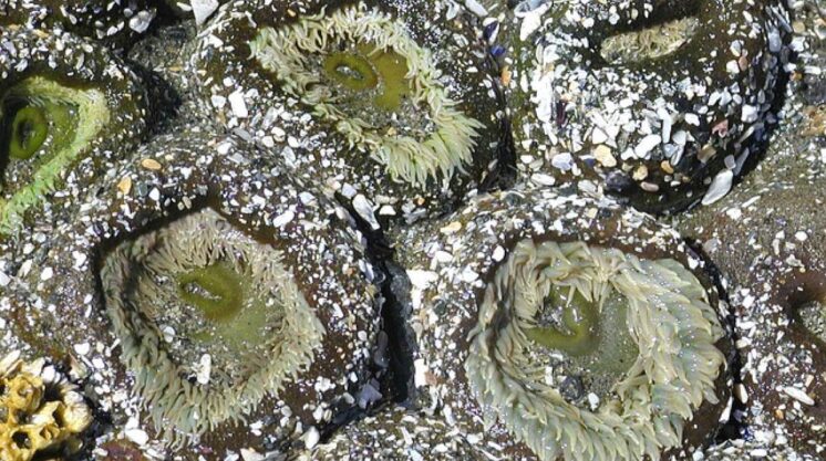 Beach Naturalist Shore Stroll 1
